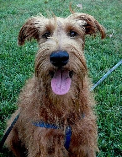 Irish Terrier