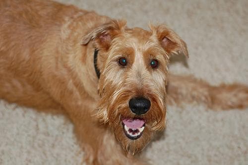 Irish Terrier