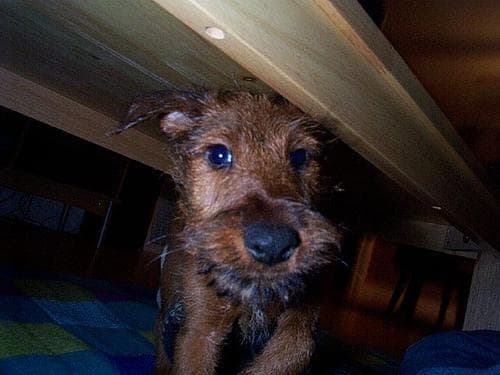 Irish Terrier