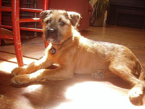 Irish Terrier