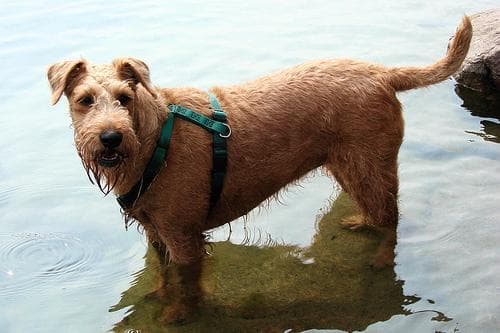 Irish Terrier