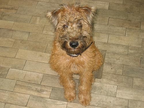 Irish Terrier