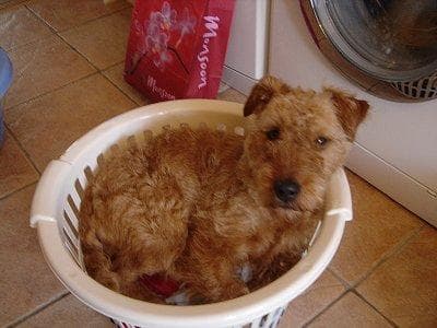 Irish Terrier