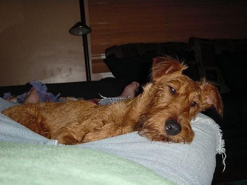 Irish Terrier
