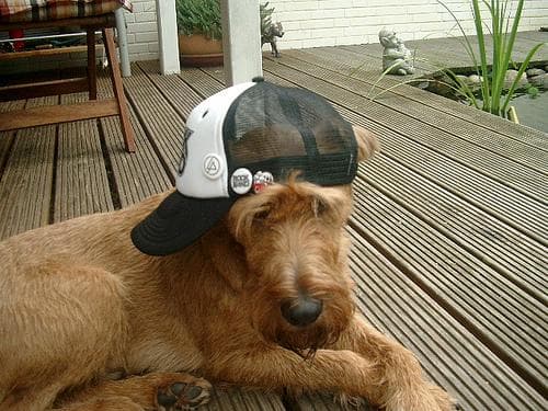 Irish Terrier