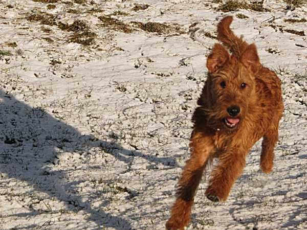 Irish Terrier