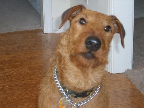 Irish Terrier