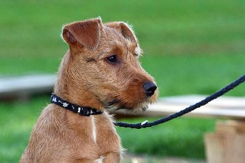 Irish Terrier