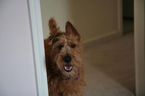 Irish Terrier