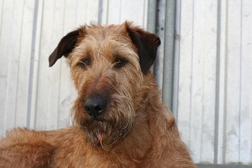 Irish Terrier