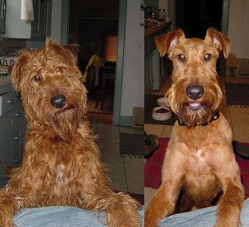 Irish Terrier