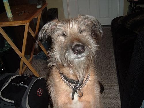 Irish Terrier