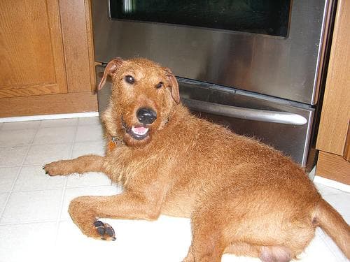 Irish Terrier