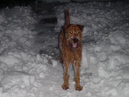 Irish Terrier