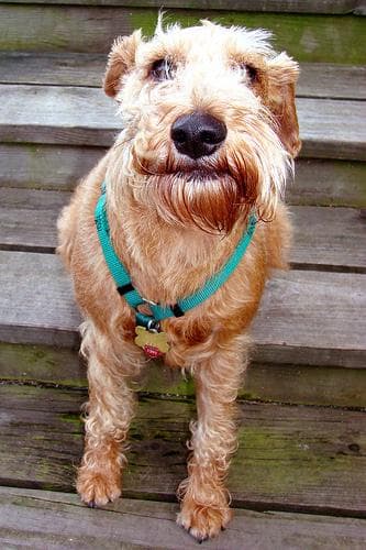 Irish Terrier