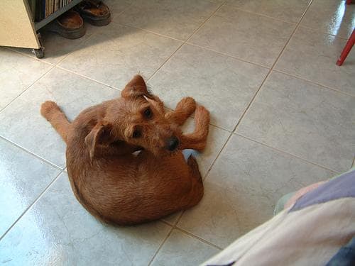 Irish Terrier
