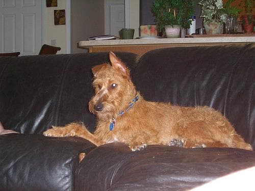 Irish Terrier