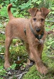 Irish Terrier