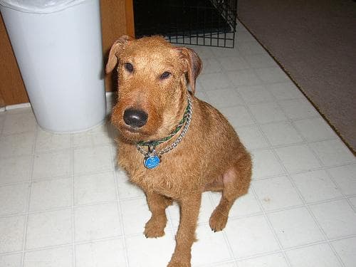 Irish Terrier