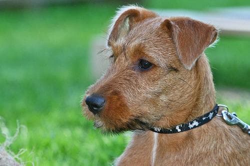 Irish Terrier