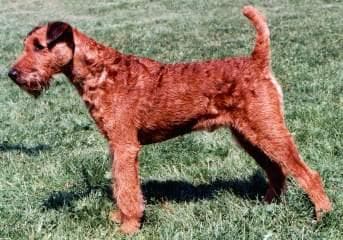 Irish Terrier