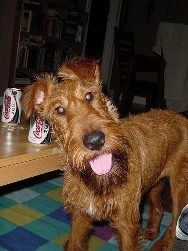 Irish Terrier