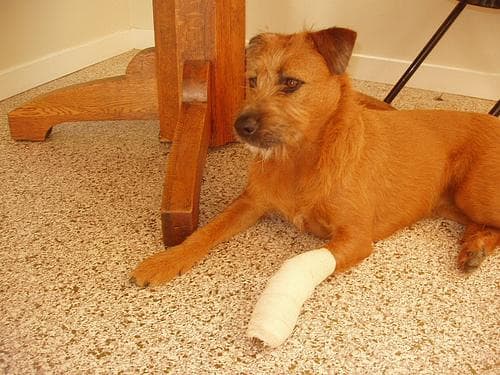 Irish Terrier