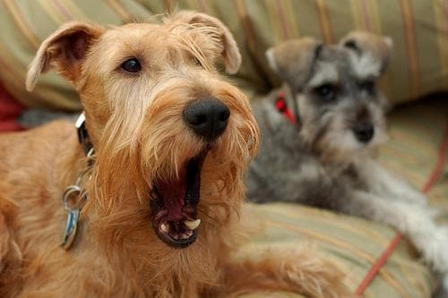 Irish Terrier
