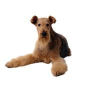 Irish Terrier