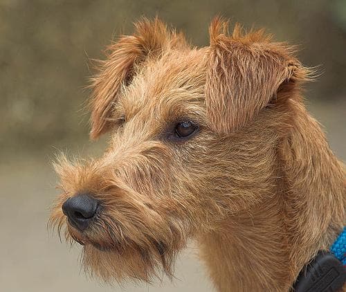 Irish Terrier