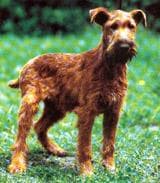 Irish Terrier