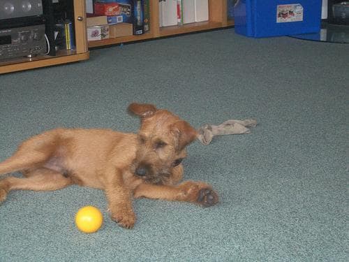 Irish Terrier