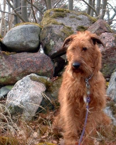 Irish Terrier