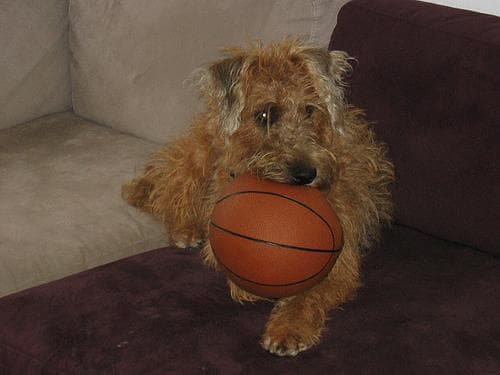 Irish Terrier
