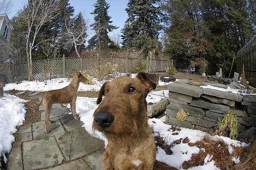 Irish Terrier