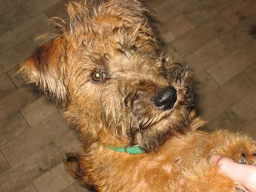 Irish Terrier