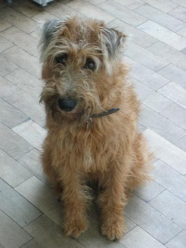 Irish Terrier