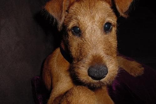 Irish Terrier