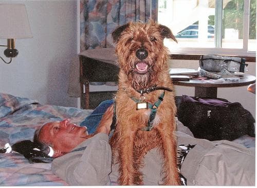 Irish Terrier