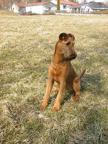 Irish Terrier
