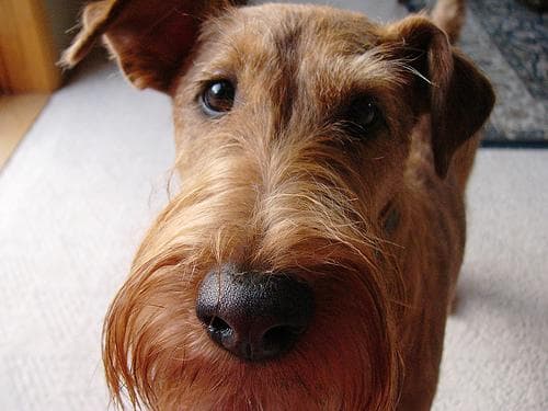 Irish Terrier