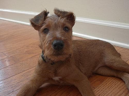 Irish Terrier