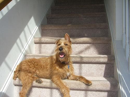 terrier
