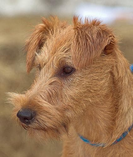 Irish Terrier