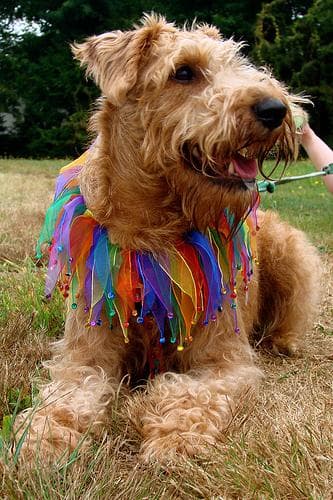 Irish Terrier
