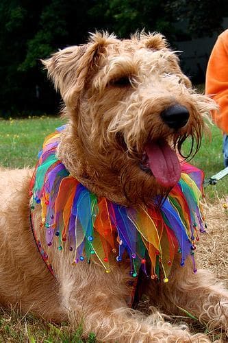 Irish Terrier
