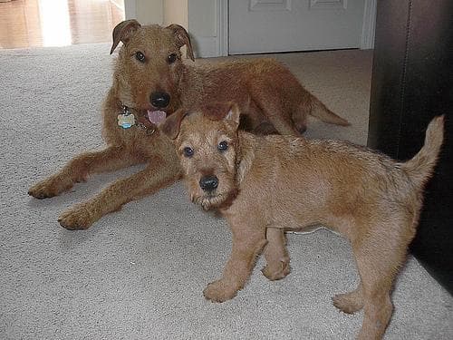 Irish Terrier