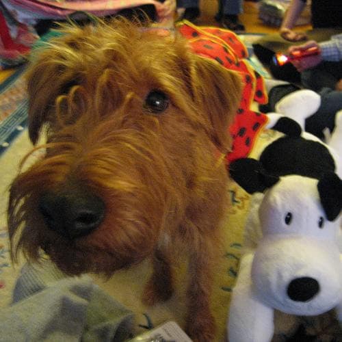 Irish Terrier