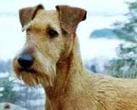 Irish Terrier