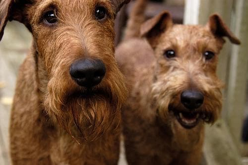 Irish Terrier